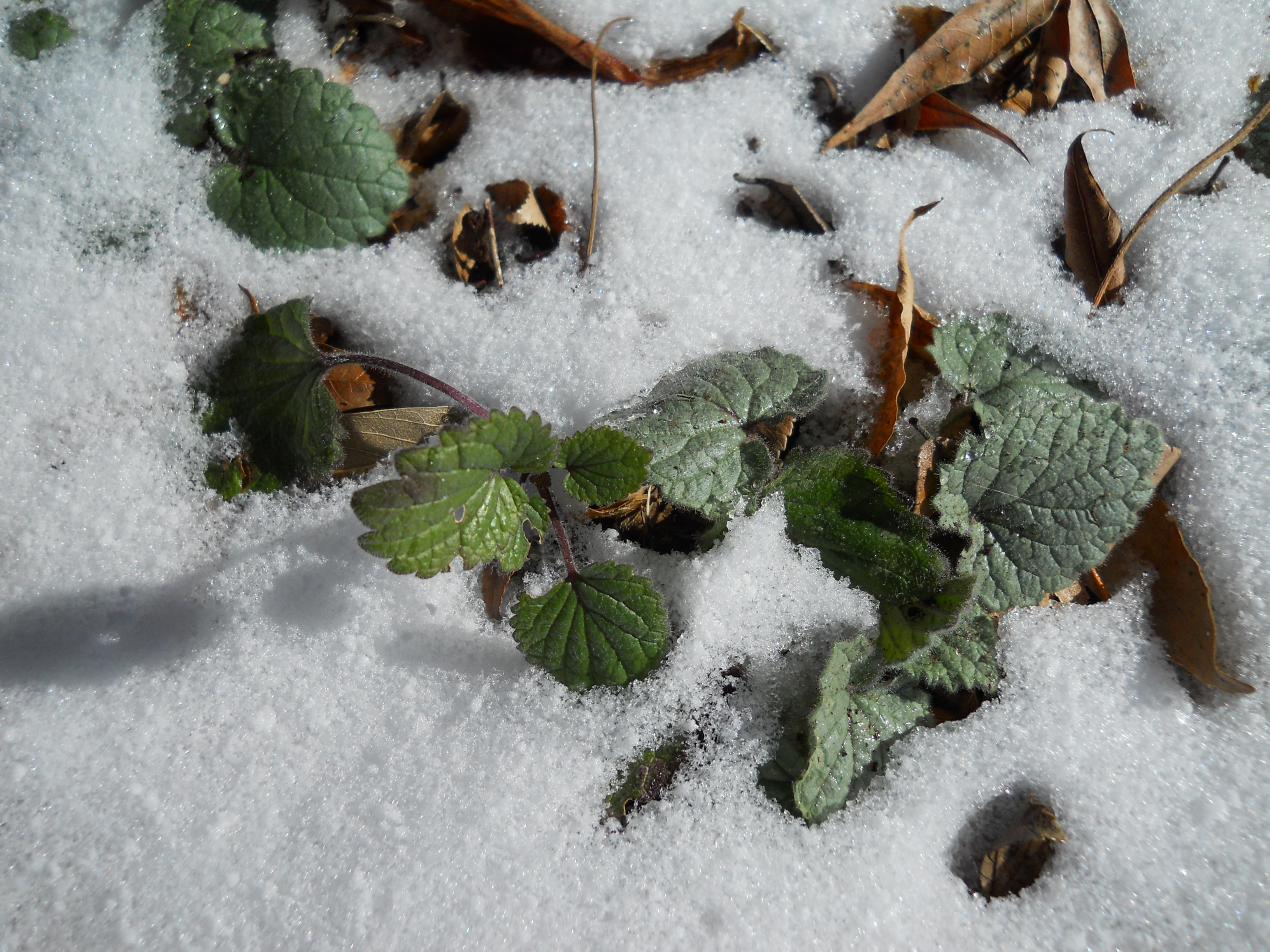 Heartleaf skullcap in snow Central Texas Gardener 