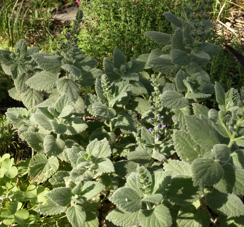 Heartleaf skullcap (Scutellaria ovata)