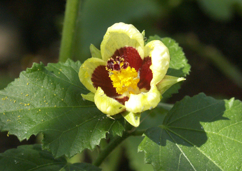 Lemon yellow rosemallow (Hibiscus calyphyllus) Central Texas Gardener 