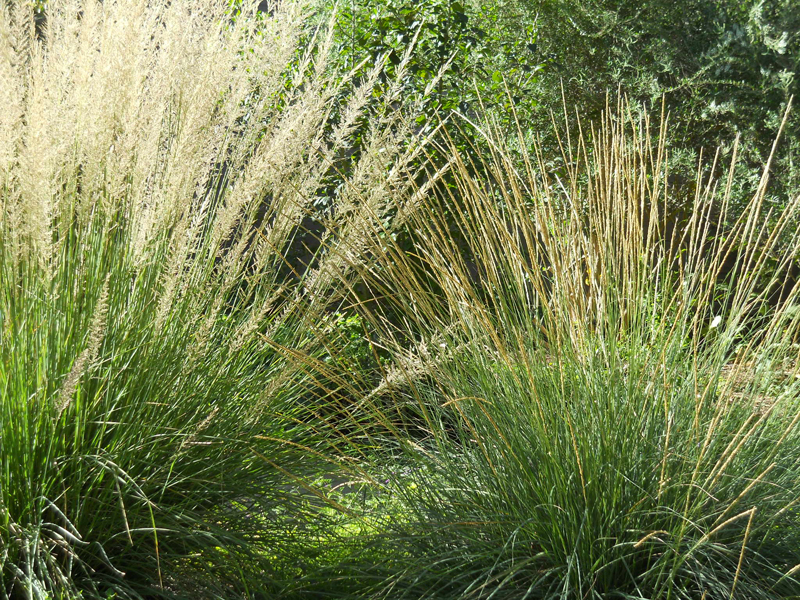 Lindheimer muhly and deer muhly Central Texas Gardener 