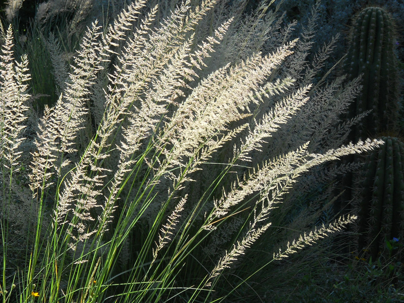 Lindheimer muhly seed heads Central Texas Gardener Lindheimer muhly seed heads Central Texas Gardener