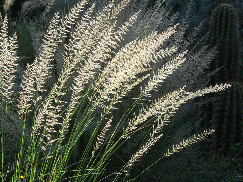 Lindheimer muhly seed heads Central Texas Gardener 