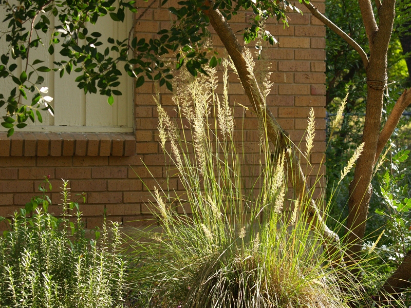 Lindheimer muhly Central Texas Gardener 