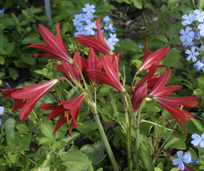 Oxblood lily and plumbago Central Texas 