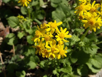 POW - Golden Groundsel