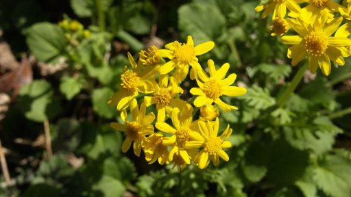 POW - Golden Groundsel