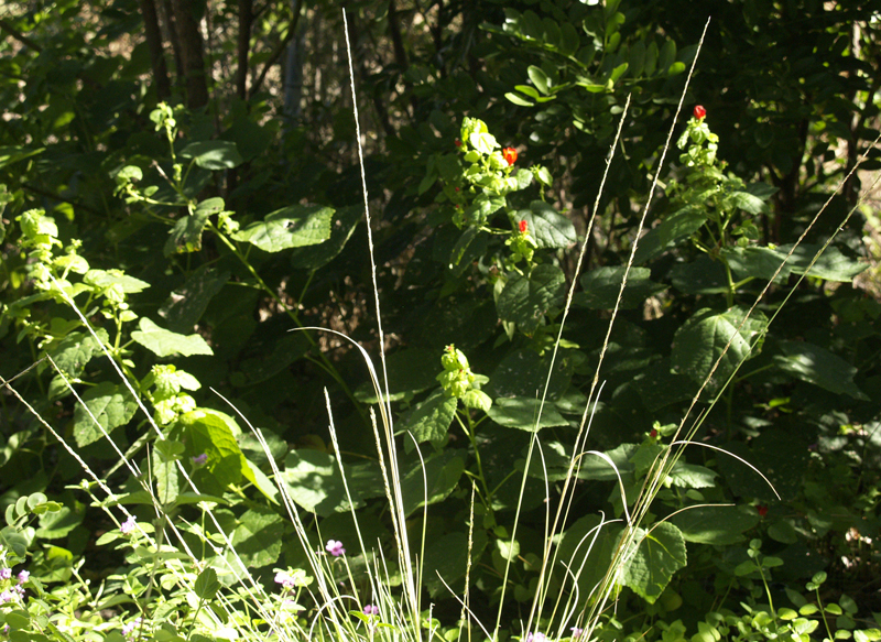 Pine muhly with turk's cap Central Texas Gardener 