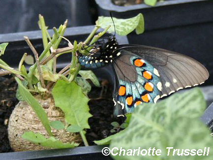 Pipevine butterfly laying egg on Dutchman's pipe by Charlotte Trussell