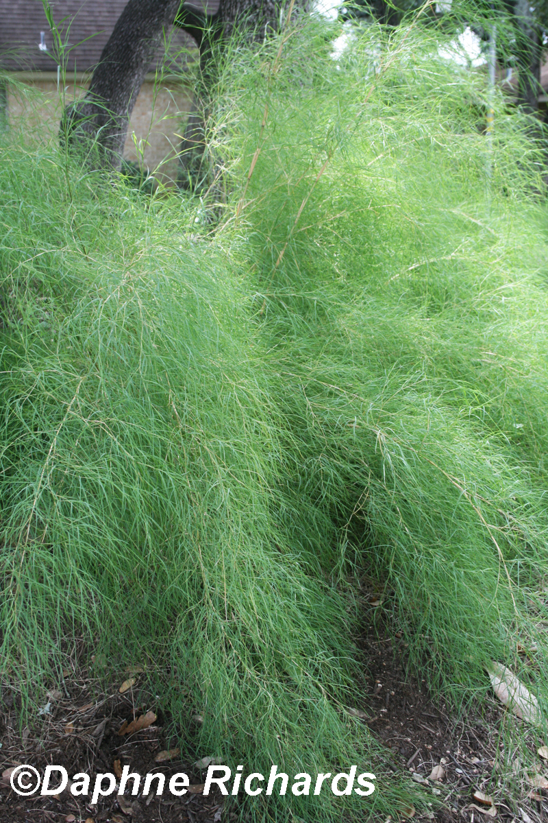 Bamboo muhly photo by Daphne Richards