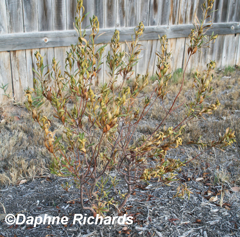 dead wax myrtle too much sun Central Texas Gardener 