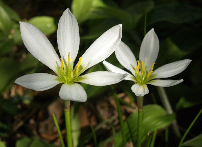 Rain lily Zephyranthes candida Central Texas Gardener 