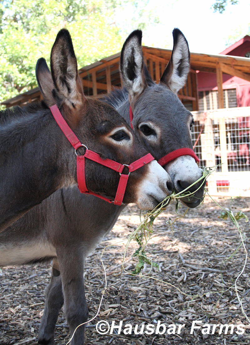 Rose and Julian donkeys at Hausbar Farms 