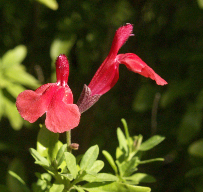 Salvia greggii Central Texas Gardener 