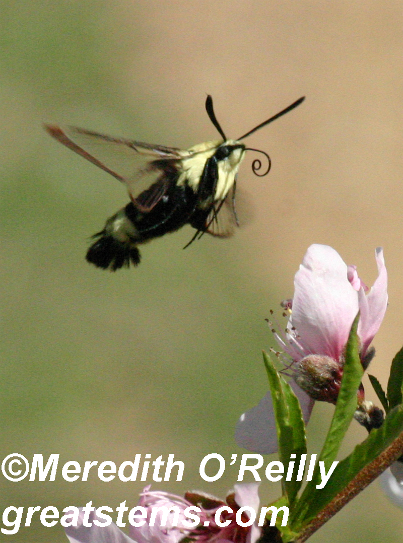 Snowberry Clearwing moth by Great Stems