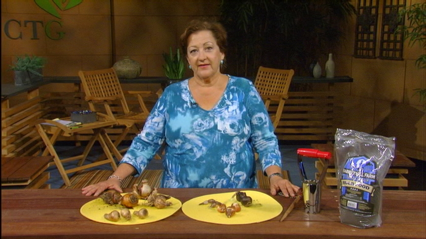Trisha Shirey plants bulbs Trisha Shirey plants bulbs
