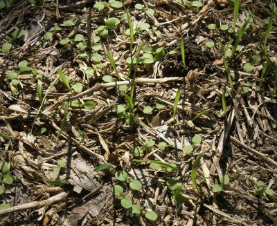 Weed seedlings Central Texas Gardener