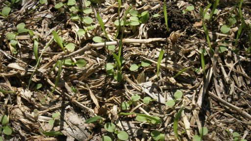 Weed seedlings Central Texas Gardener