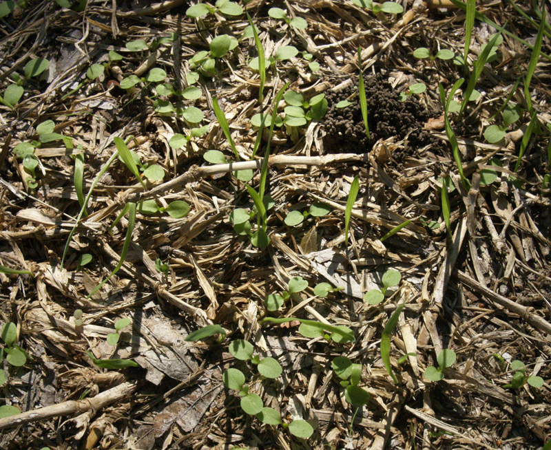 Weed seedlings Central Texas Gardener 