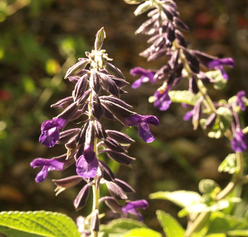 Salvia 'Anthony Parker' Central Texas Gardener 