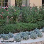 Agave parryi with Knock Out roses Big Red Sun