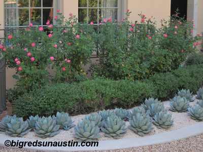 Agave parryi with Knock Out roses Big Red Sun