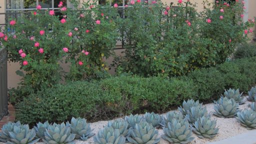 Agave parryi with Knock Out roses Big Red Sun