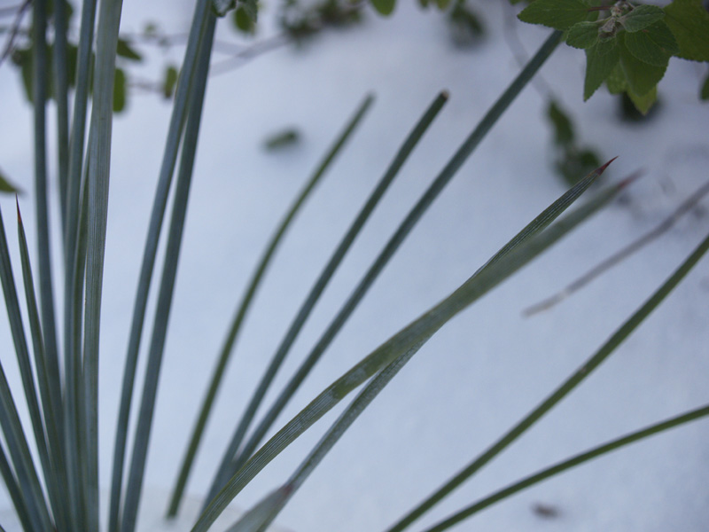 Agave striata in snow 