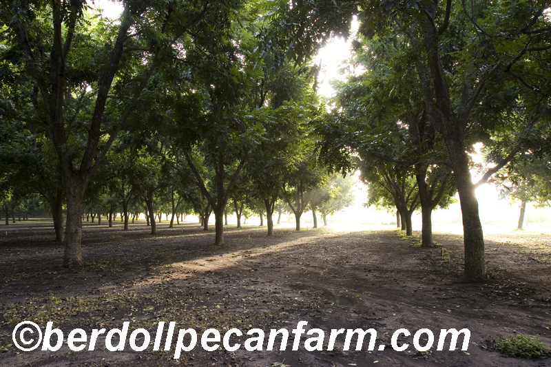 Berdoll Pecan Farm Central Texas Gardener 