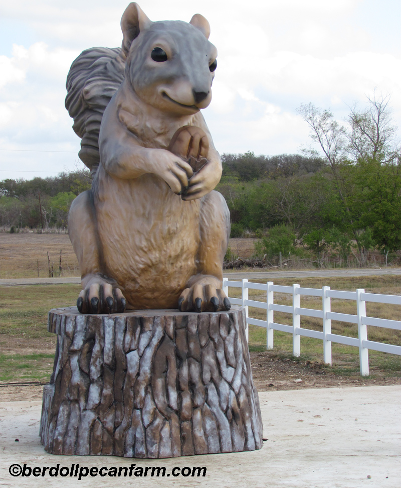 Berdoll Pecan Farm Central Texas Gardener 