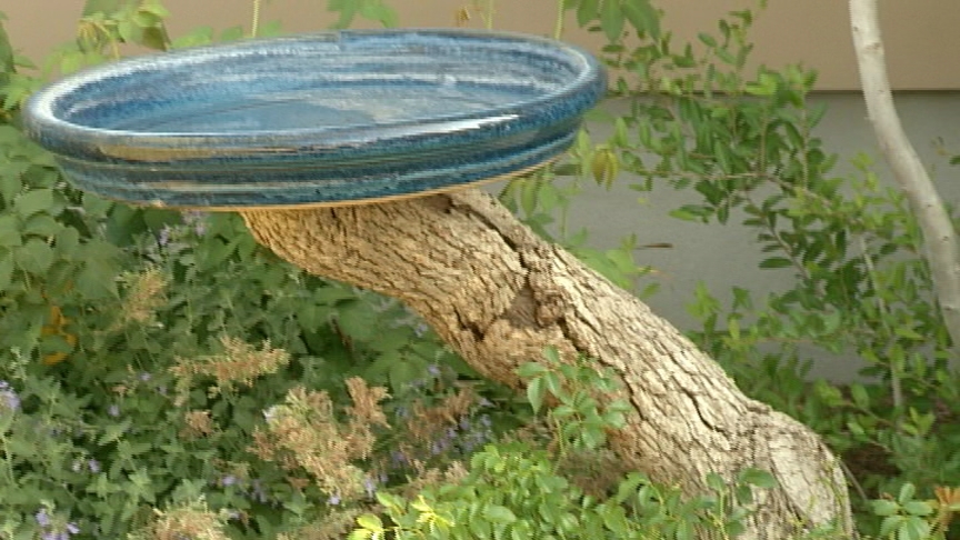 bird bath on limb stand Joe Denton 