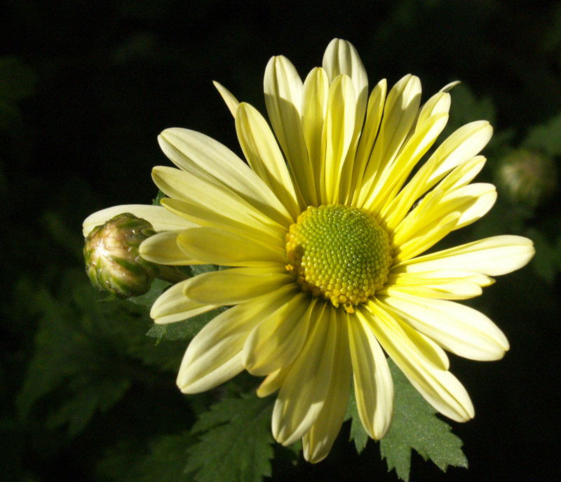 Chrysanthemum 'Butterpat'