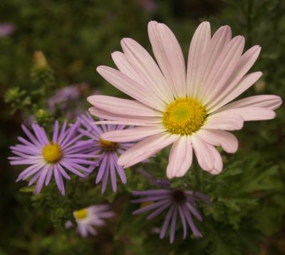 'Country Girl' chrysanthemum and fall aster Central Texas Gardener