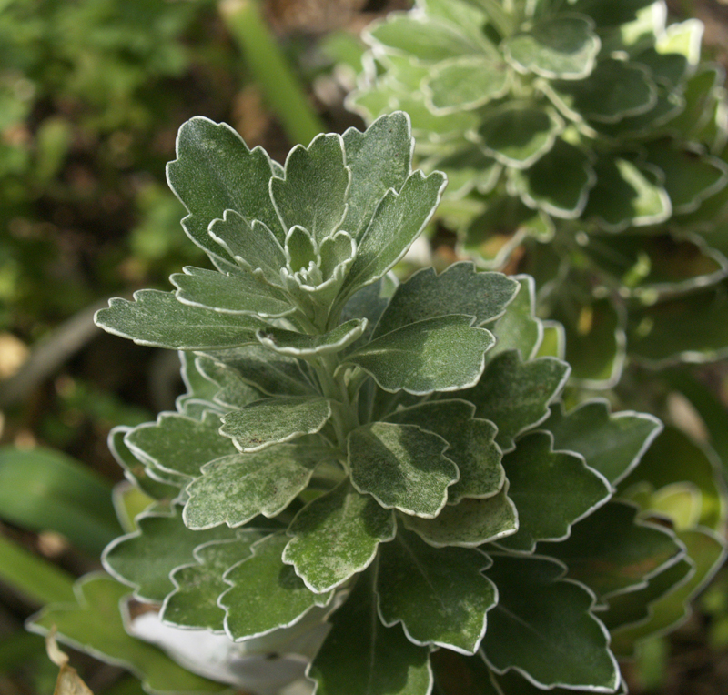 Chrysanthemum pacificum