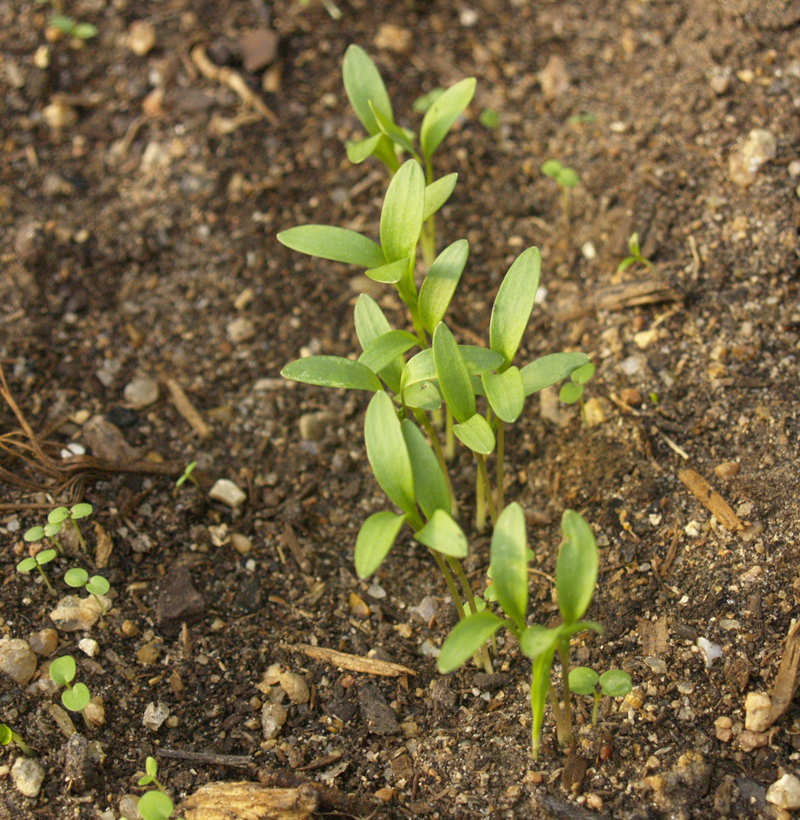 Cilantro seedlings Central Texas Gardener Cilantro seedlings Central Texas Gardener