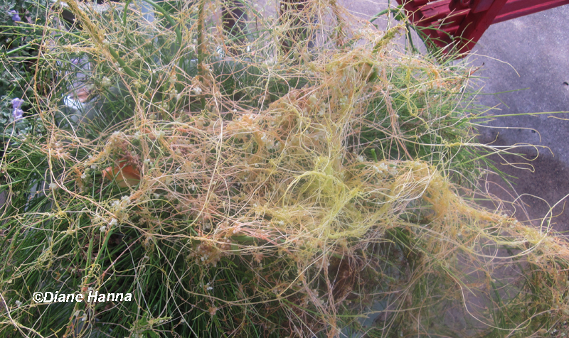 Dodder on firecracker fern 