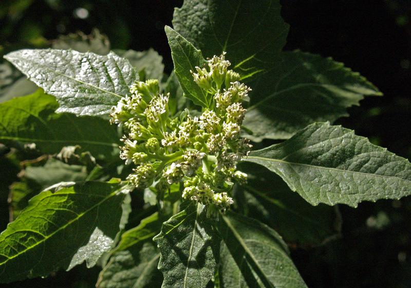 Frostweed flower Central Texas Gardener 