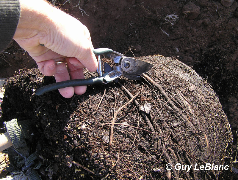 Cutting girdled tree roots Guy LeBlanc