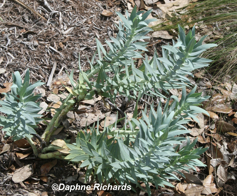 Gopher plant (Euphorbia rigida) Daphne Richards