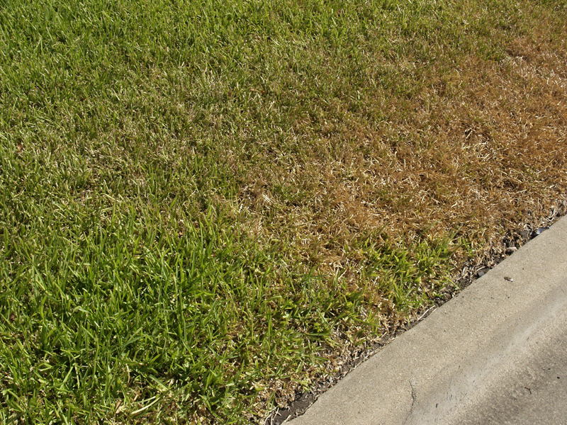 Live and dead grass drought Central Texas Gardener 