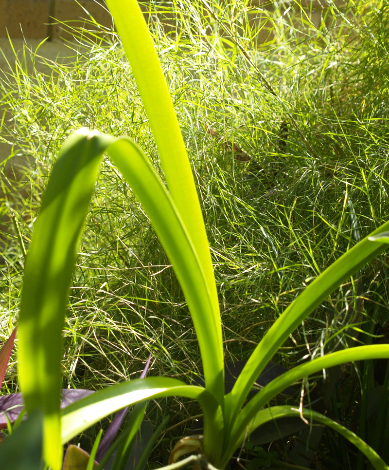 Hymenocallis 'Sulphur Queen' with bamboo muhly