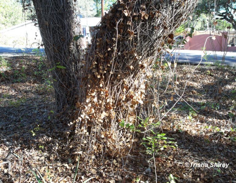 English ivy killing tree by Trisha Shirey Central Texas Gardener