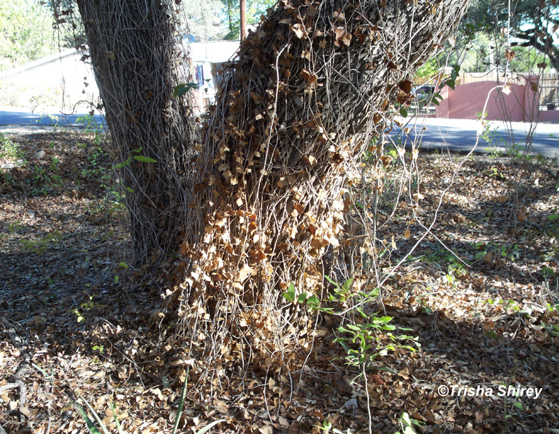 English ivy killing tree by Trisha Shirey