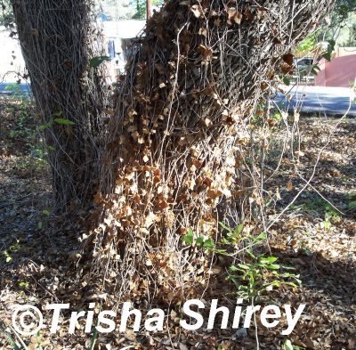 How not to kill a tree with ivy by Trisha Shirey