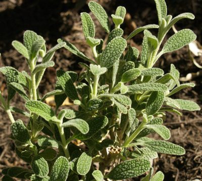 Phlomis lanata, Central Texas Gardener