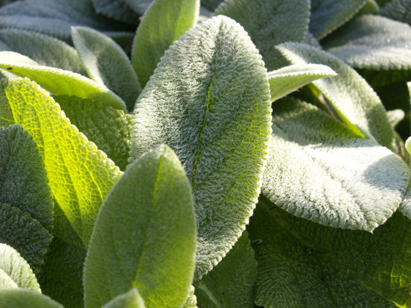 Helen von Stein lamb's ears, Central Texas Gardener 