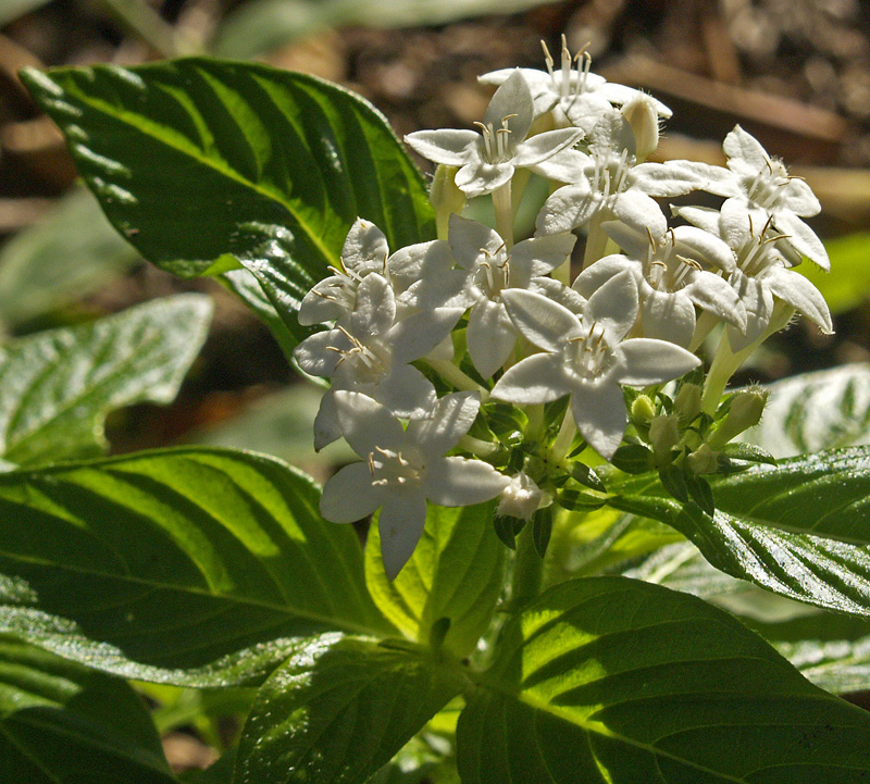 White penta Central Texas Gardener 