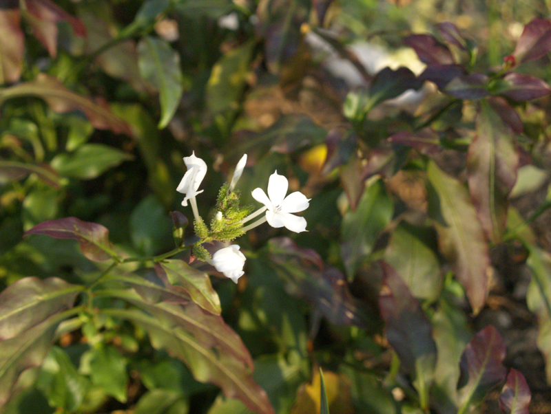 Plumbago scandens Central Texas Gardener Plumbago scandens Central Texas Gardener