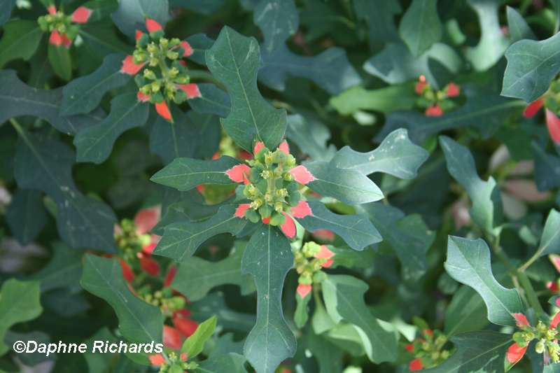 Texas native poinsettia (Euphorbia cyathophora) by Daphne Richards