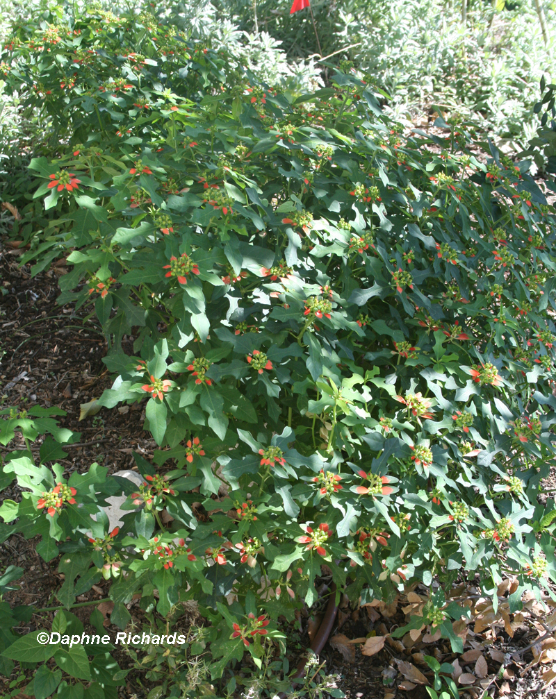 Texas native poinsettia (Euphorbia cyathophora) by Daphne Richards