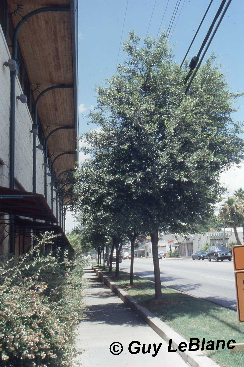 Trees growing into power line Guy LeBlanc